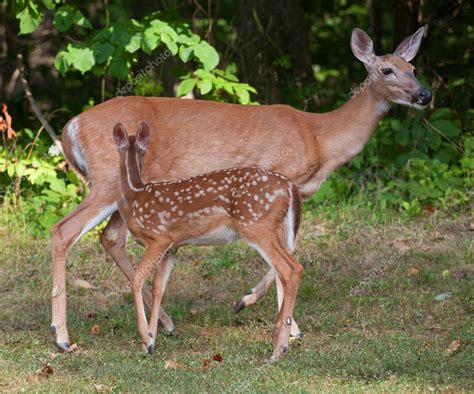 Pictures Doe And Fawn Deer Doe And Fawn — Stock Photo © Gsagi 127684220