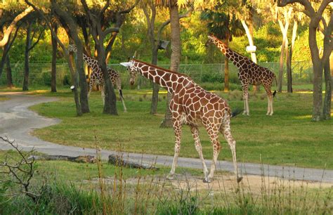Embrace the Wild Side at Disney's Animal Kingdom Lodge • Military