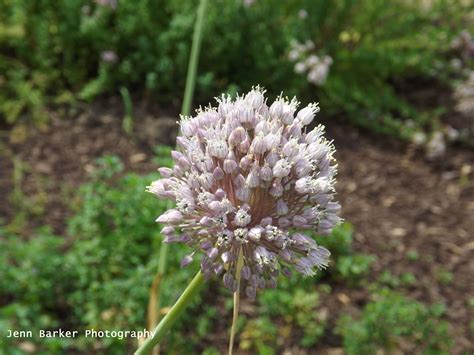 Step by step details here! A purple pom pom flower | My Nature Walk Photos | Pinterest