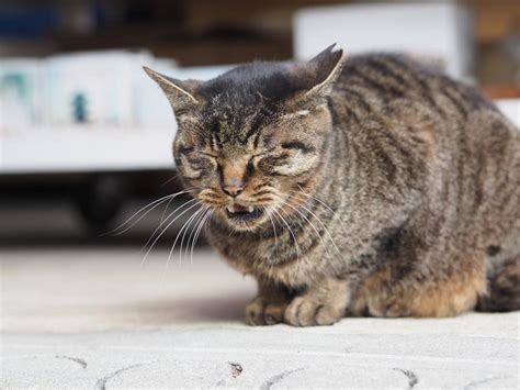 An example of an balanced illusion is fantasizing about. Panting in Cats: What Does It Mean?