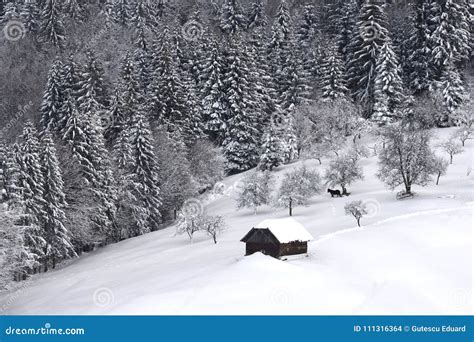 Winter Scene In Romania Beautiful Landscape Of Wild Carpathian