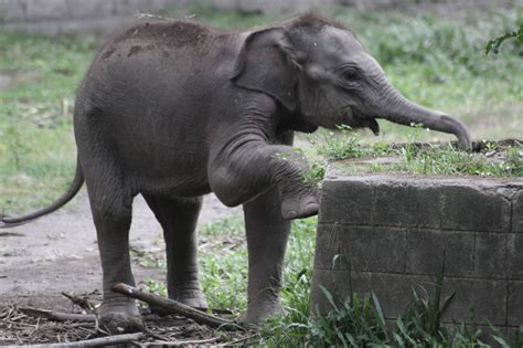 Jun 20, 2021 · anak gajah yang baru lahir di plg jalur 21 suaka margasatwa padang sugihan, bksda sumatera selatan, jumat (18/6/2021). Foto Anak Gajah Lucu - Gambar Ngetrend dan VIRAL