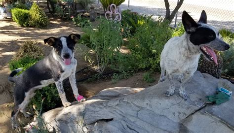 Coast guard rescue swimmers represent one of the most thrilling and challenging roles in the u.s. Central Coast Herding Dog Rescue added a... - Central ...