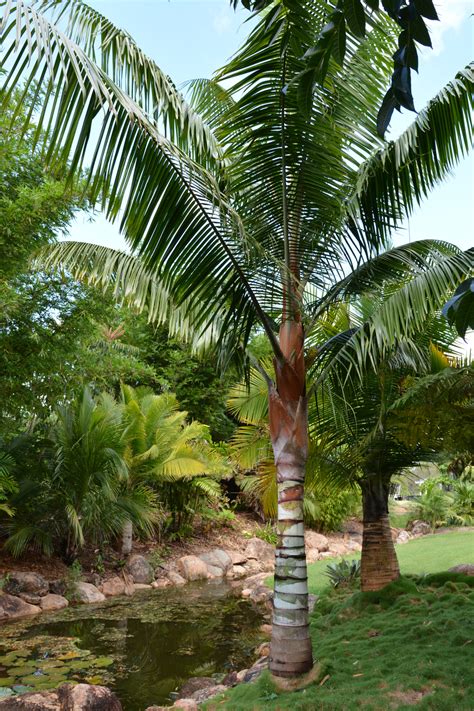 dypsis leptocheilos redneck palm