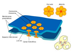 .in animal cells the analog r gap junctions which are still tunnels between adjacent cells so gap gap junctions now plasmodesmata are much more common to a much wider category of plant cells than gap junctions but gap junctions can be very relevant in certain types of animal cells in. Unión gap - Wikipedia, la enciclopedia libre