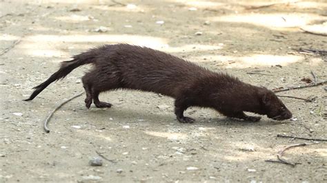 Everglades Mink Crossing Road Youtube