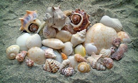 Sin coste para uso comercial sin necesidad de mencionar la fuente libre de derechos de autor. caracoles | Las caracolas del mar | Caracol de mar ...