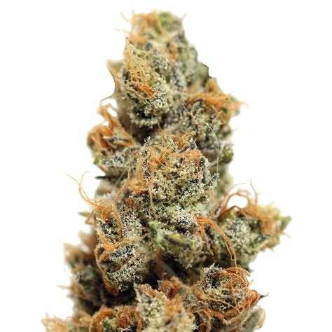 Buy Pineapple Chunk Feminised Seeds By From Cannabisseeds Ie
