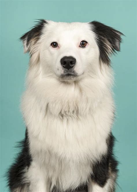 Portrait Of A Black And White Australian Shepherd Looking At The Camera