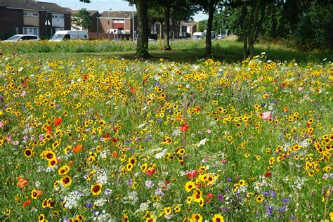 Roadside Wildflower Meadows Are Springing Up Across The Uk And They
