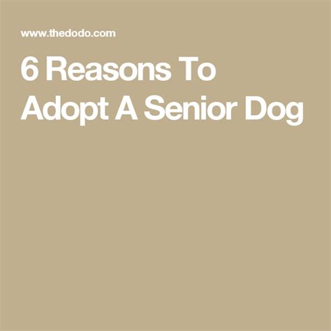 6 Reasons To Adopt A Senior Dog Animal Shelter Animal Rescue Senior