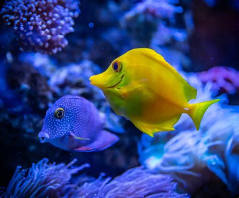 The Coolest Freshwater Aquarium Fish