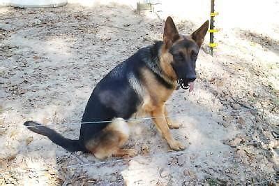 He is a friendly puppy and has a great personality. AKC German Bloodline German Shepherd puppies for Sale in ...