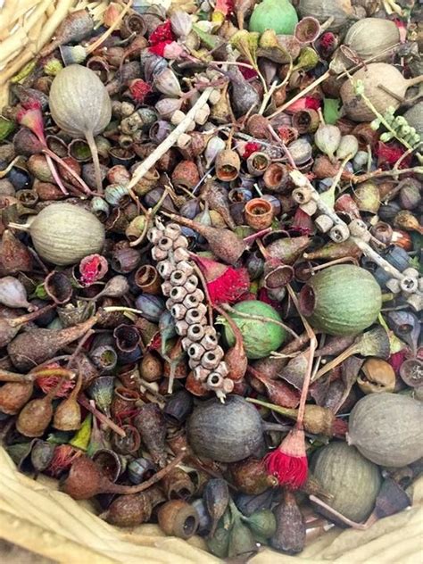 Austral herbs is a leading supplier of dried herbs and spices in australia. Natural Dried Gum nuts Seed Pods bulk gumnuts mixture ...