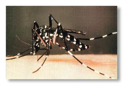 Naib juara famelab malaysia 2020 noor adila mohamad berkongsi tentang hasil kajiannya mengawal pembiakan naymuk aedes daripada peringkat vektor. ivanildosantos: gambar nyamuk