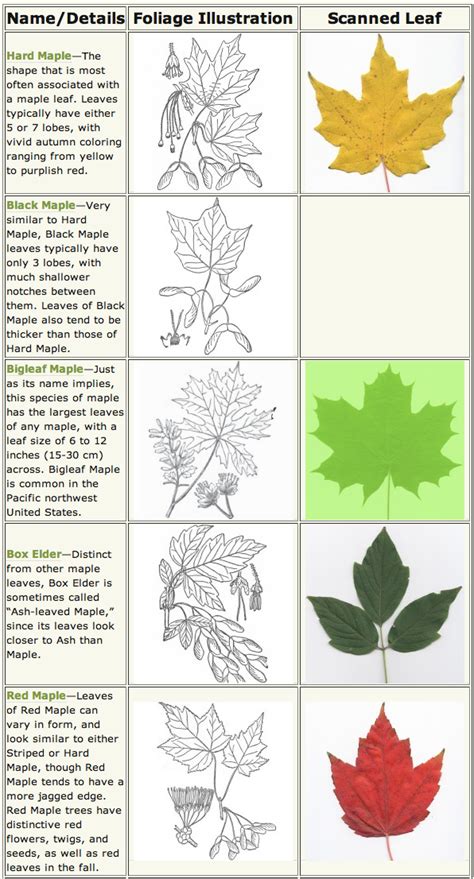 Maple Leaf Identification Chart