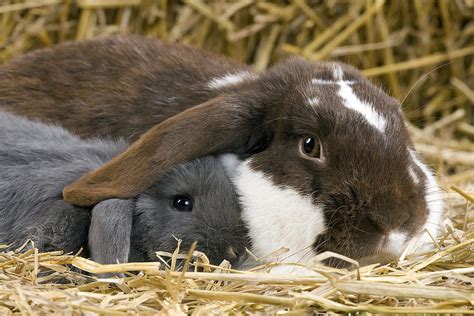 Dwarf Lop Rabbits Photograph By Jean Michel Labat Pixels