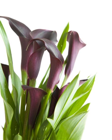 Caring for potted calla lilies. How to Grow Calla Lily Outdoor? (4 Tips to Care ...
