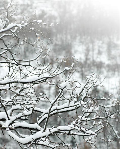 Branches Of A Tree Covered With Snow Photo Free Download