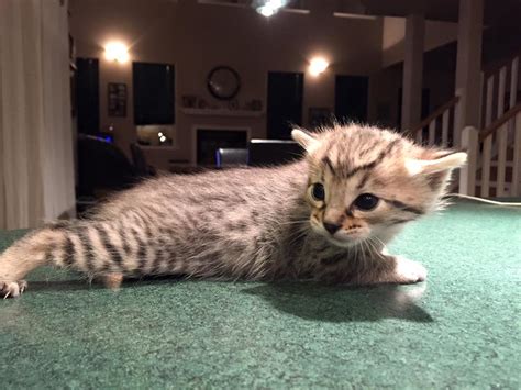 We bought him to breed with our female but she has no interest. Savannah catCat savannahCatsChatSavannah catsSavannah cats ...