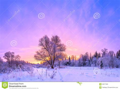 Winter Landscape Panorama With Sunset And The Forest Stock