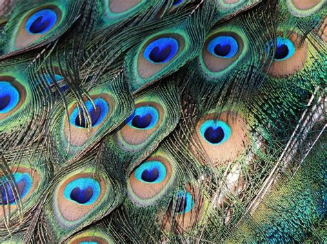 7 Interesting Facts About Peacock Feathers You Probably ...