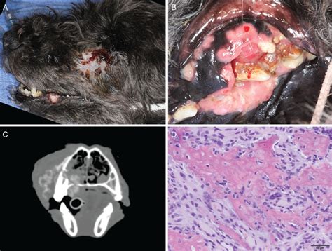 Osteosarcoma of the limbs is called appendicular osteosarcoma and accounts for 75. Oral and maxillofacial osteosarcoma in dogs: a review ...