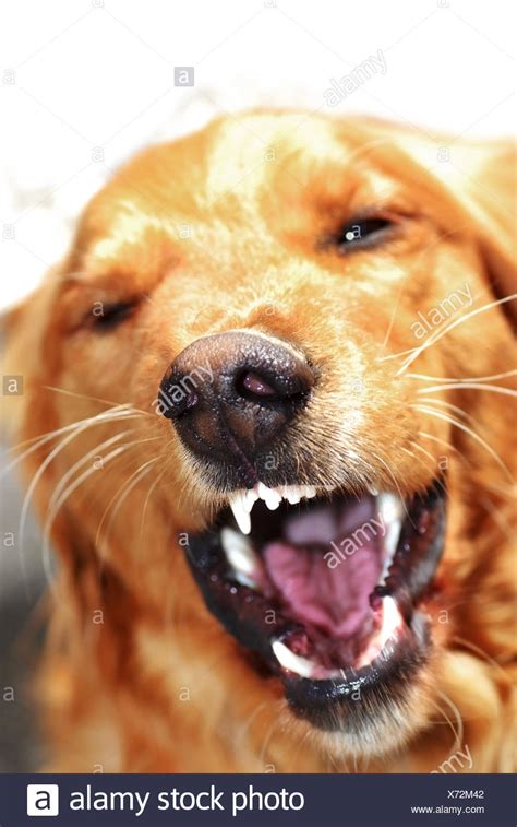 Dog Baring Teeth High Resolution Stock Photography And Images Alamy