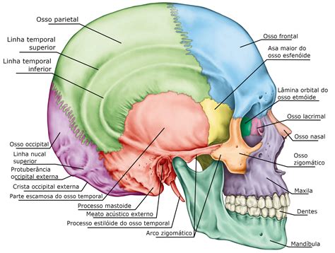 Ossos da cabeça nomes dos ossos do crânio Biologia InfoEscola