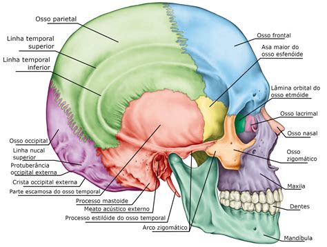 Anatomia Do Cranio E Face
