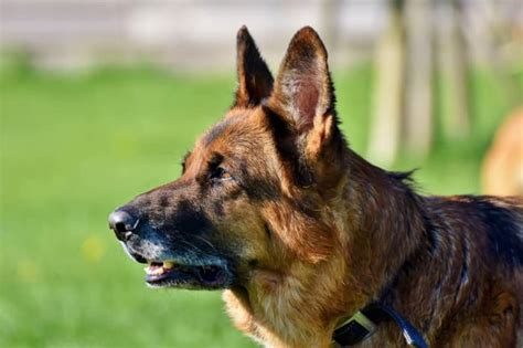 The Best Leashes And Collars For German Shepherds Pethelpful