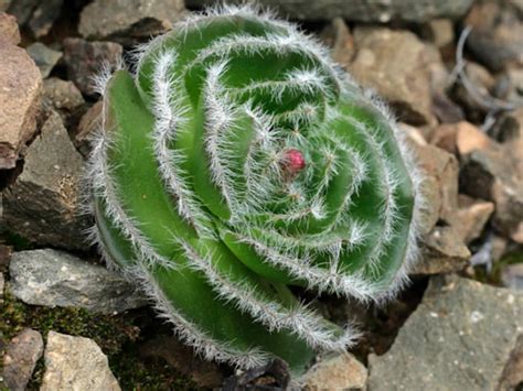 Cactus garden this piece is measured at 11 inches tall and 14 inches wide, with key hole drilled out for this wreath is available in an 18 wreath base and a 24 wreath base please note: Crassula barbata (Bearded-leaved Crassula) | World of ...