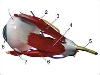 Eye muscle repair. Causes, symptoms, treatment Eye muscle repair