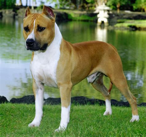 American Staffordshire Terrier Dogs Breeds Pets
