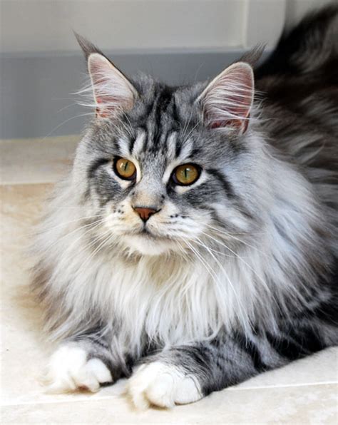 Read our maine coon buying advice page for information on this cat breed. Free Art: - CLOSEDBored. Opening sketch requests | Page ...