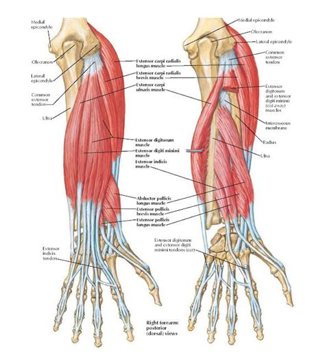 Individual Muscles Of Forearm Extensors Of Wrist And Digits Anatomy