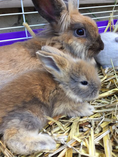 Lionhead rabbit for sale near me. Lionhead rabbit Rabbits For Sale | Round Lake Beach, IL ...