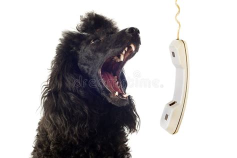 Crying Poodle Dog Stock Photos Free And Royalty Free Stock Photos From