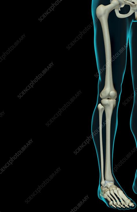 The Bones Of The Lower Limb Stock Image F0017278 Science Photo