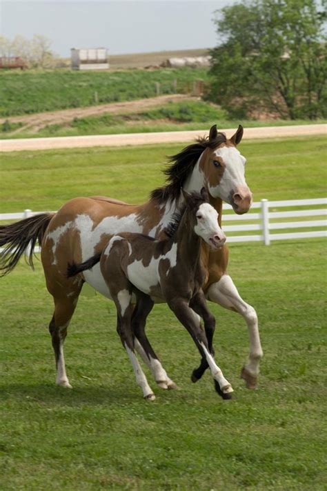 Check out our paint horse selection for the very best in unique or custom, handmade pieces from our shops. American Paint Horse - gallop to discover