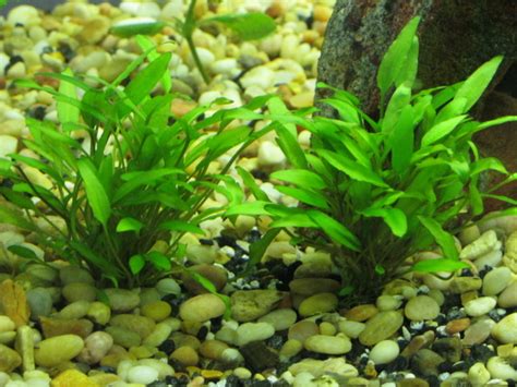 Cryptocoryne wendtii 'green' is a well known for its bright green leaves and will grow well as an aquarium or terrarium plant. The Cichlid Writer - Cryptocoryne wendtii "Green"