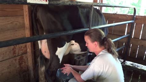 Steps To Milking A Cow By Hand Youtube