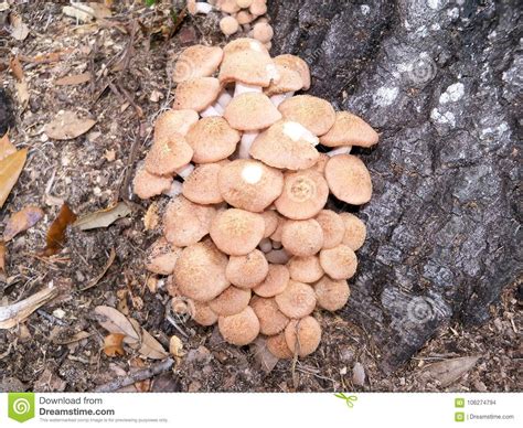 Armillaria Tabescens Or Ringless Honey Mushrooms Stock