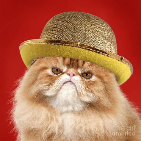 Grumpy Red Persian Cat Wearing Gold Bowler Hat Photograph By Jean