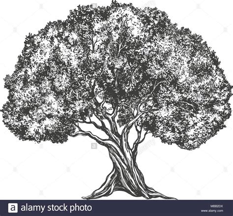Un'attività per scoprire la tecnica della pittura a dita, un modo di pitturare che permette di ottenere ottimi risultati con i bimbi più piccoli. Albero di olivo disegnati a mano illustrazione vettoriale ...