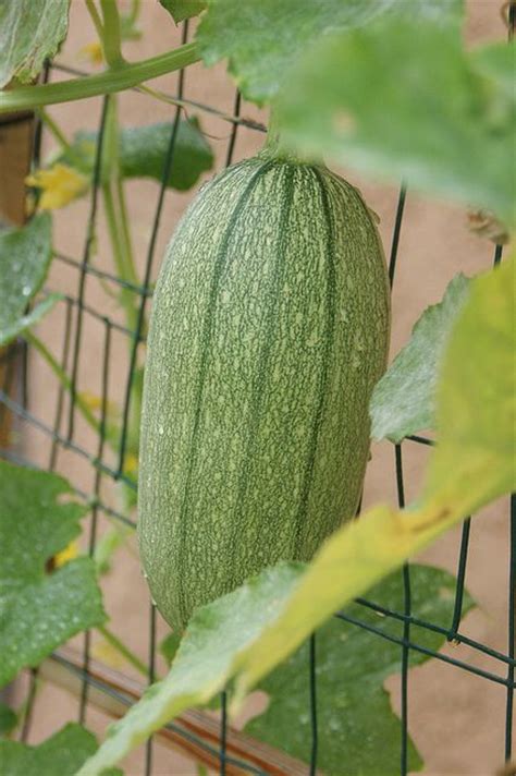 If you have any thoughts, that would be greatly appreciated!! 238 best images about Melon,Squash,Gourd & Pumpkin on ...