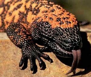 Lizards there is only three that are and you typically don't se them in your backyard unless you live in the desert. Pin on *DANGEROUS & POISONOUS ANIMALS & CREATURES*