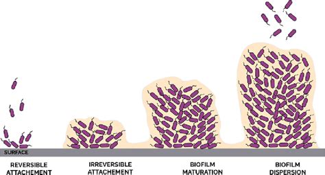 Process Of Biofilm Formation Reversible Attachment I Irreversible