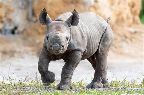 Nace un rinoceronte negro en el zoológico de Miami EFEverde