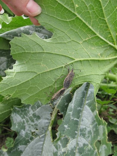 Maybe you would like to learn more about one of these? Squash Bugs